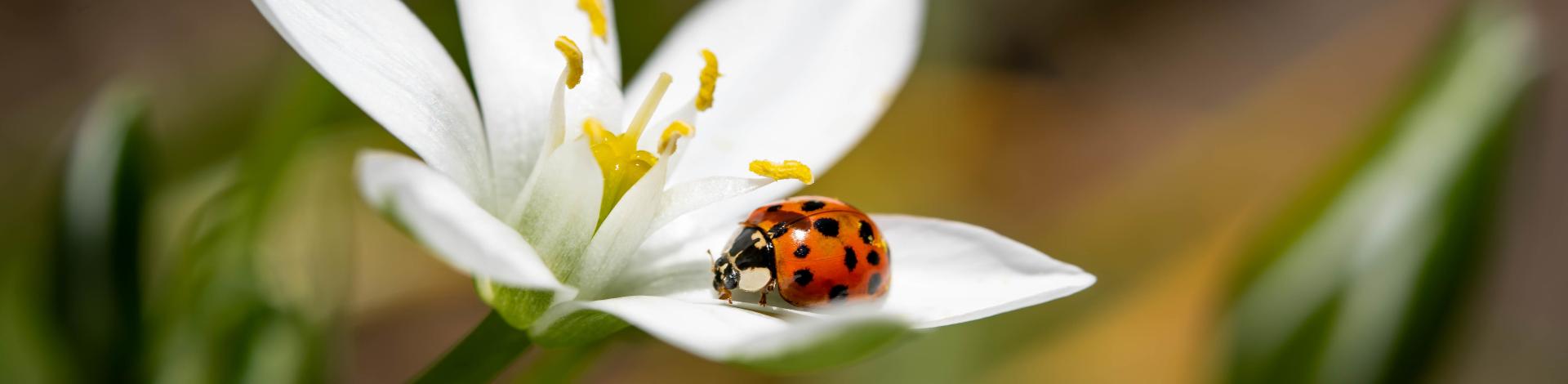 selective-focus-shot-ladybird-sitting-petal-flower