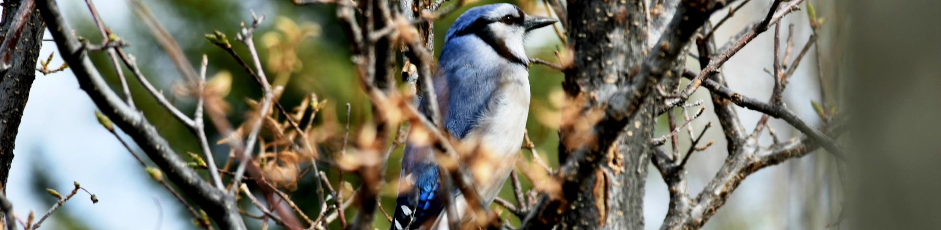 Blue Jay Bird in a tree