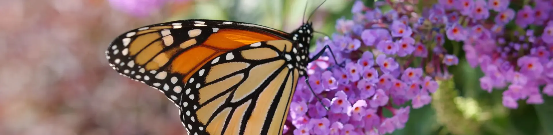 butterfly on purple flowers