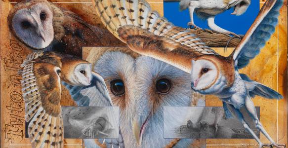 A collage of paintings of an owl, showing close ups of feet, eyes, wings, and other poses.