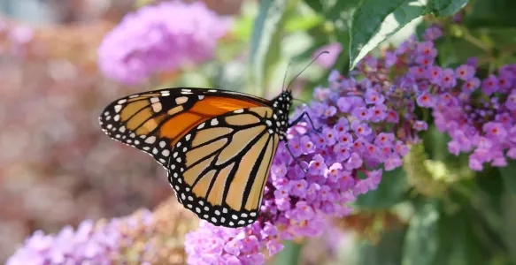 butterfly on purple flowers