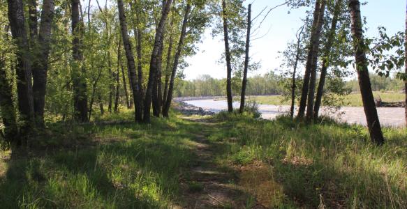 Walking path through trees beside the Sheep River
