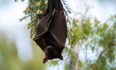 Upside down bat