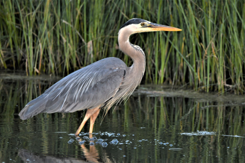 Nature Friday: Okotoks Wildlife - Birds | The Town of Okotoks