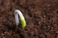 plant starting to grow in soil