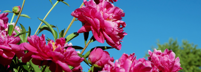 A pink flower close up
